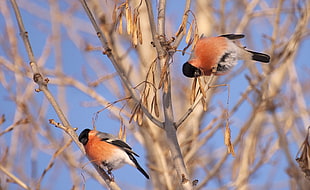 two bird perching on tree branch HD wallpaper
